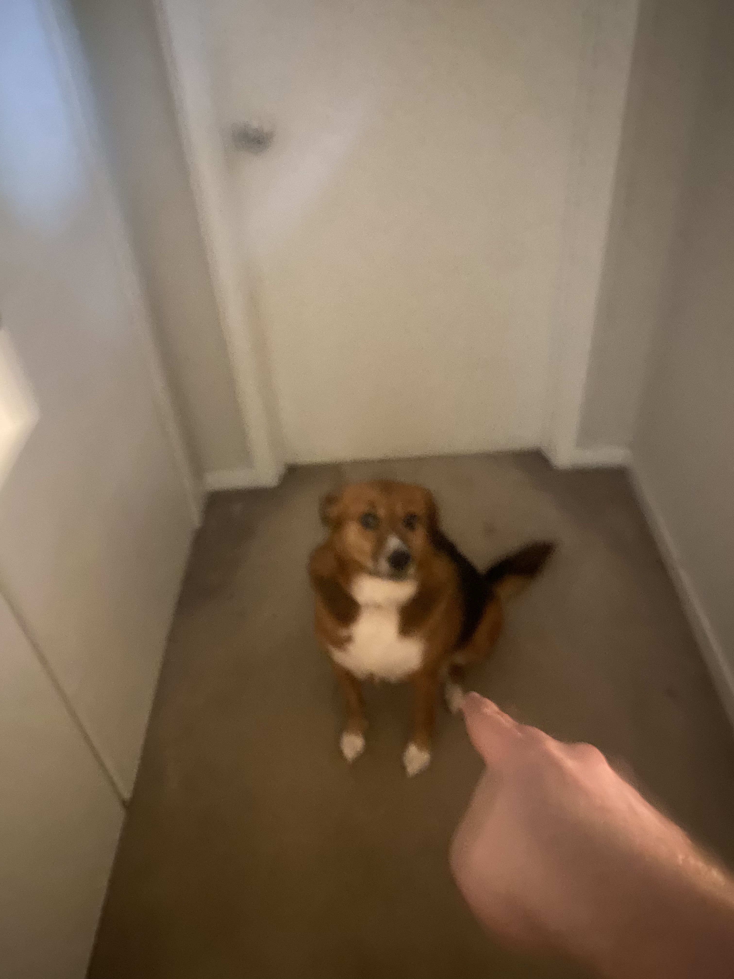 ! its a dog