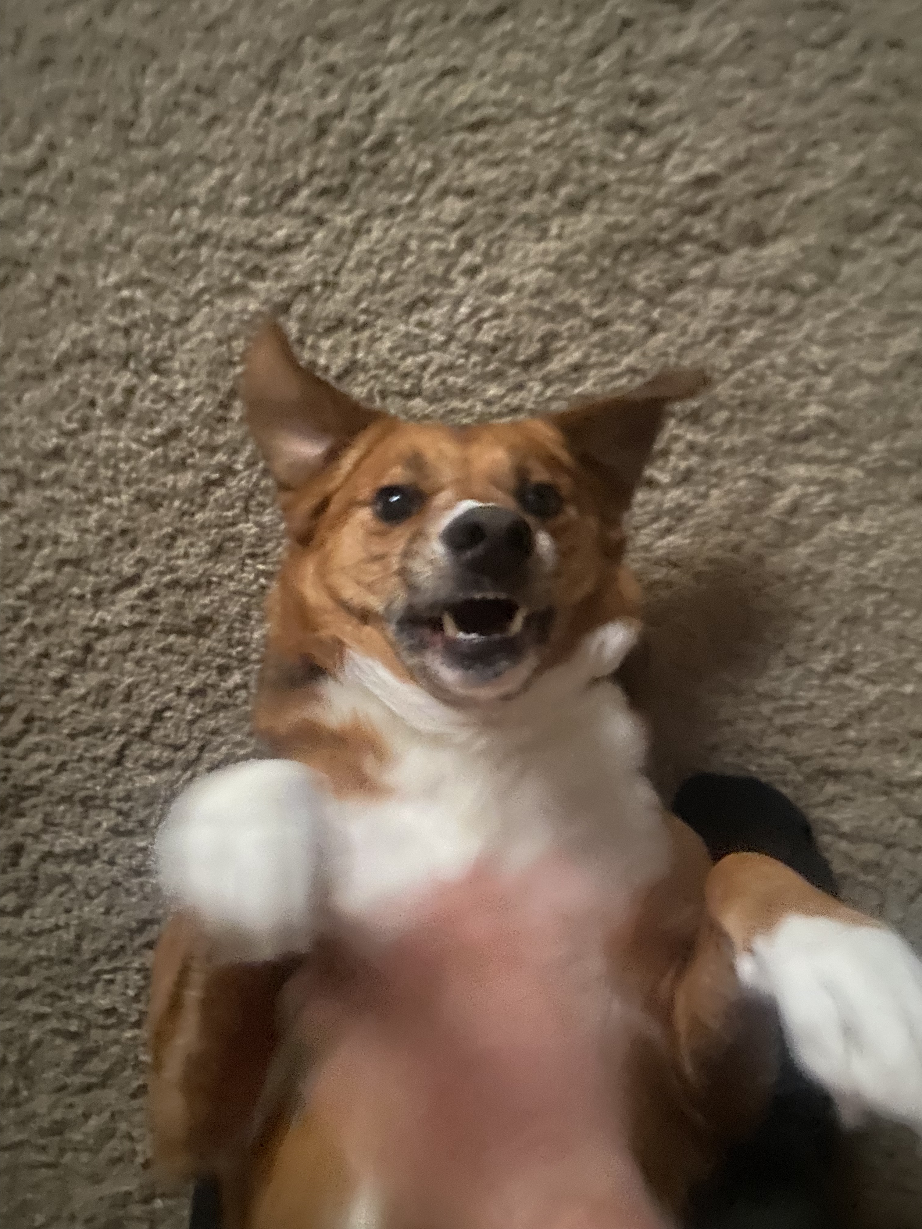 petting bailey