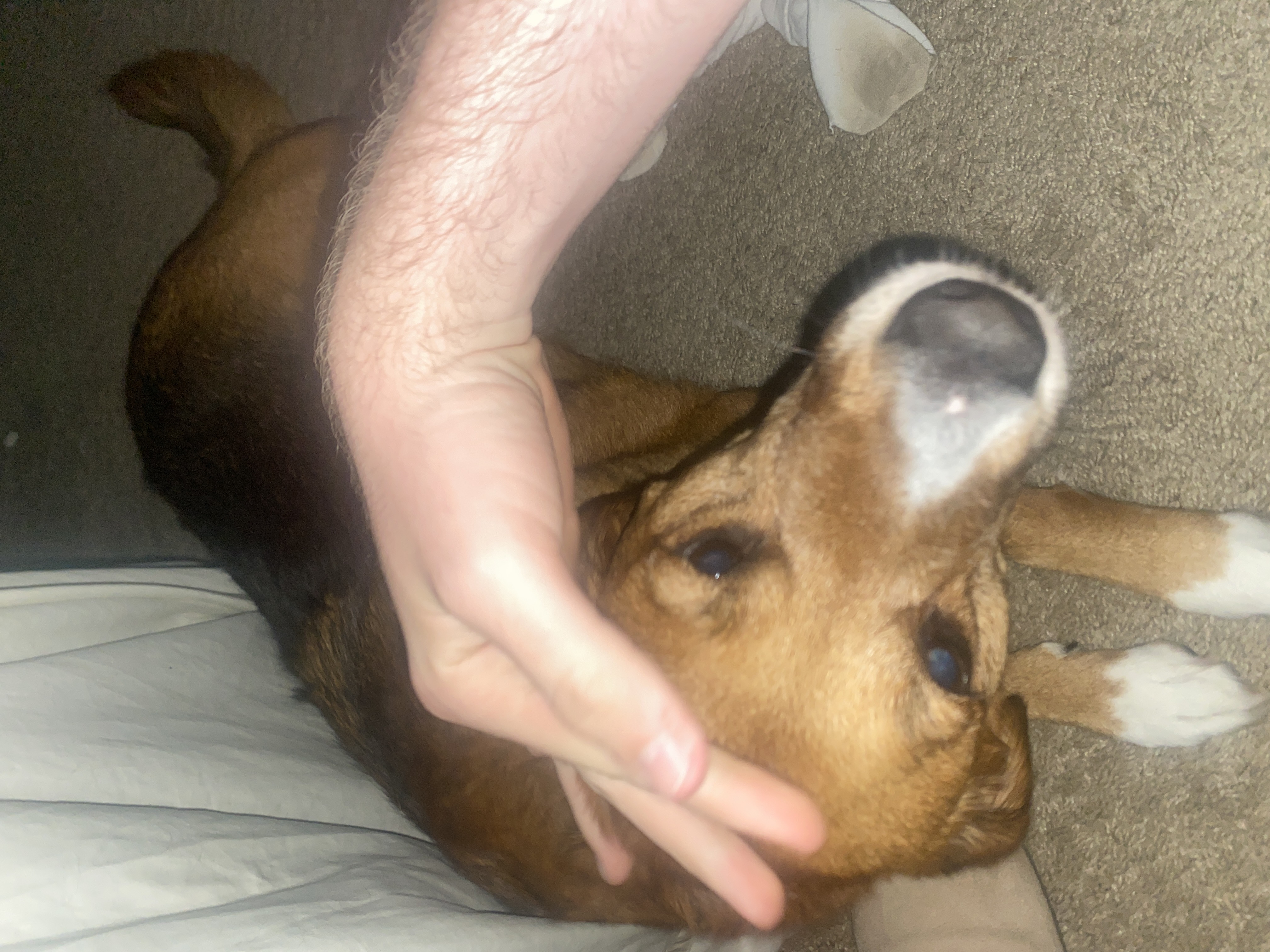 petting the dog part 2